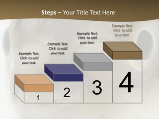 Animal Fish Organism PowerPoint Template