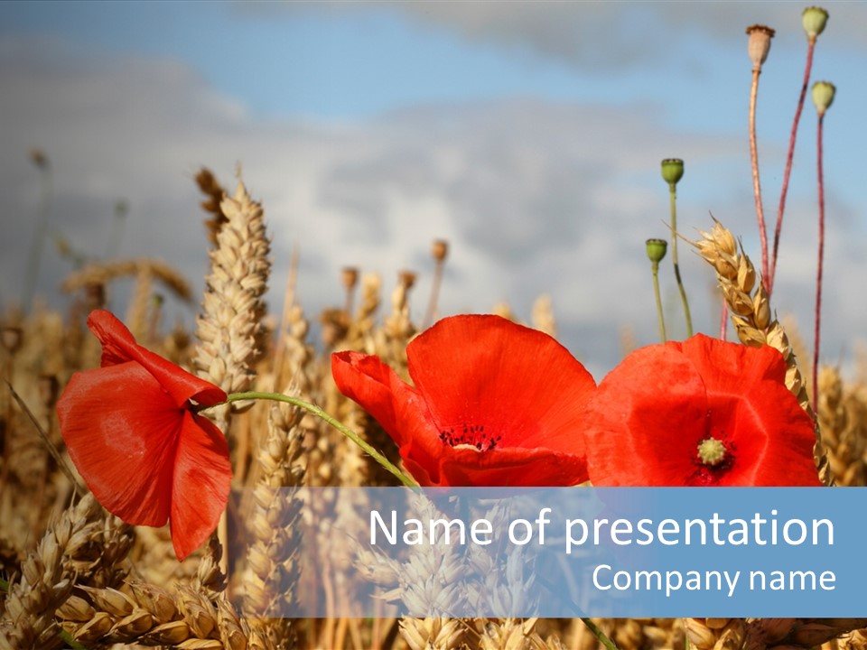 Countryside Agriculture Farm PowerPoint Template
