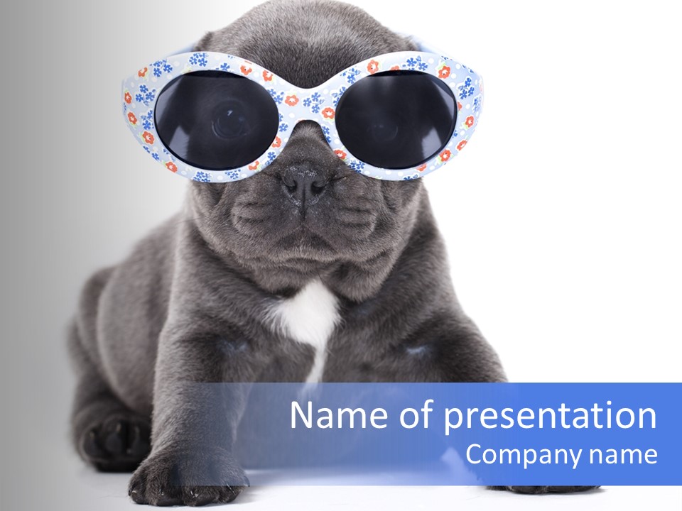 Studio Canine Ugly PowerPoint Template