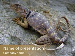 Tail Lizard Crotaphytus Collaris PowerPoint Template