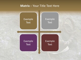 Tail Lizard Crotaphytus Collaris PowerPoint Template