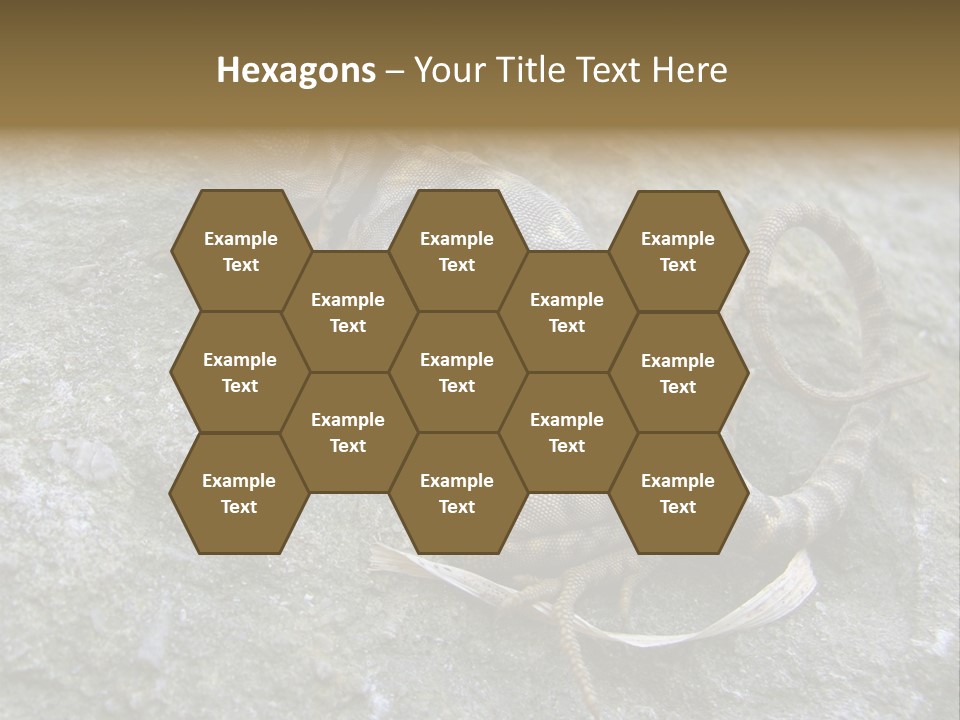 Tail Lizard Crotaphytus Collaris PowerPoint Template