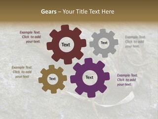 Tail Lizard Crotaphytus Collaris PowerPoint Template