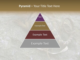 Tail Lizard Crotaphytus Collaris PowerPoint Template