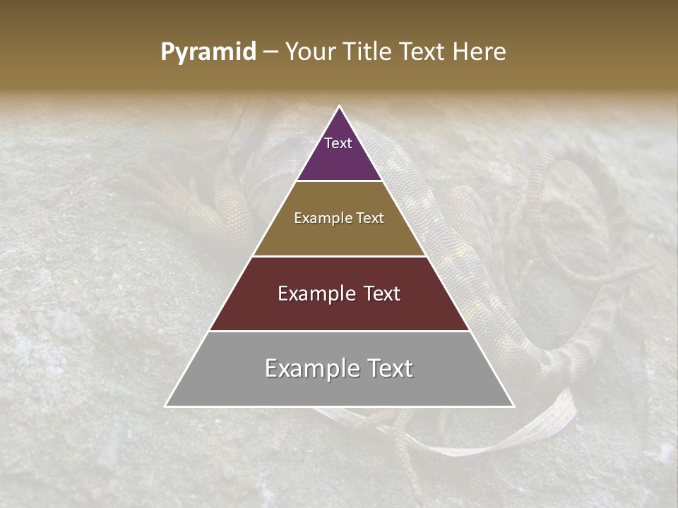 Tail Lizard Crotaphytus Collaris PowerPoint Template