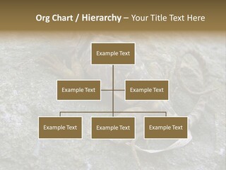 Tail Lizard Crotaphytus Collaris PowerPoint Template