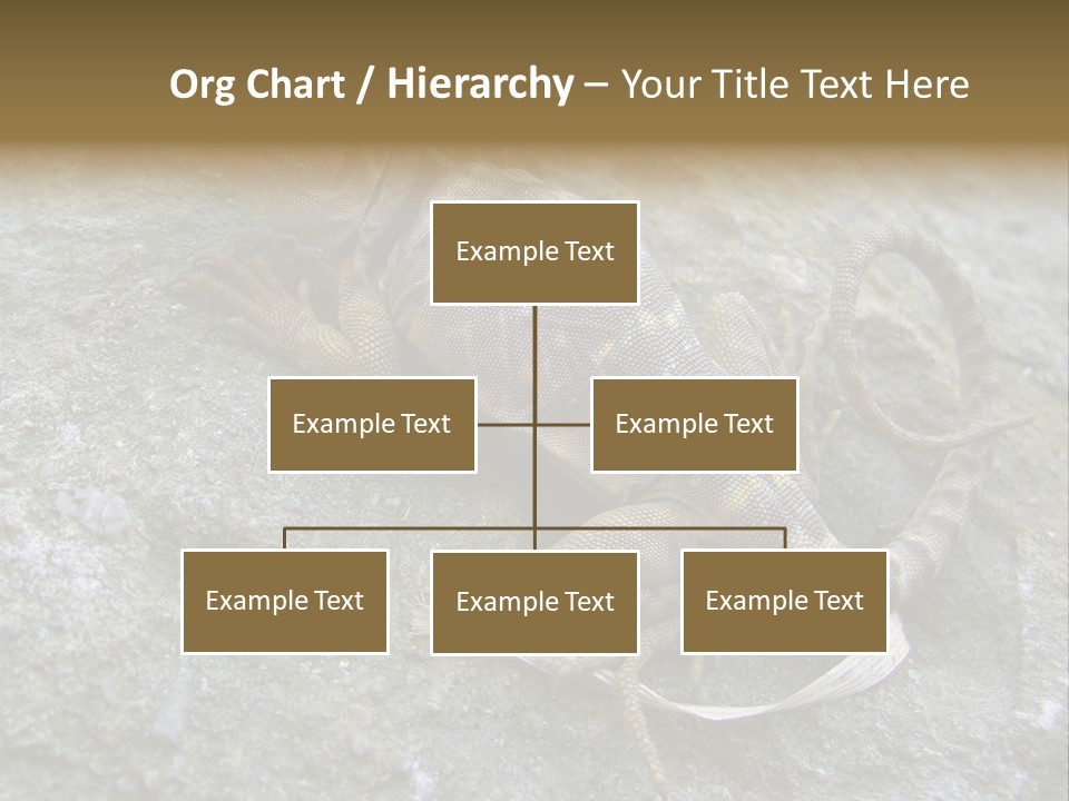 Tail Lizard Crotaphytus Collaris PowerPoint Template