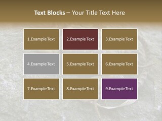 Tail Lizard Crotaphytus Collaris PowerPoint Template