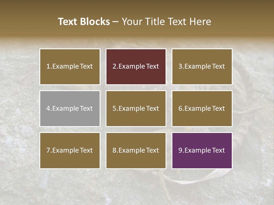 Tail Lizard Crotaphytus Collaris PowerPoint Template