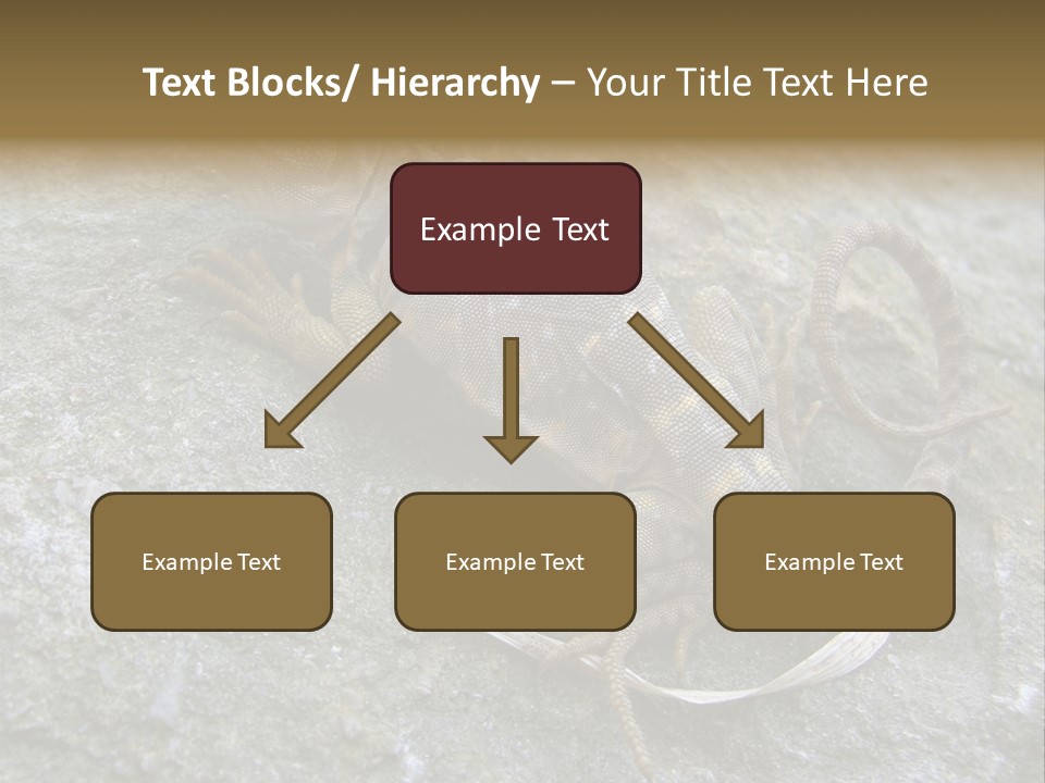 Tail Lizard Crotaphytus Collaris PowerPoint Template