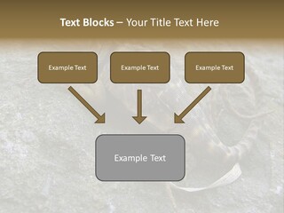 Tail Lizard Crotaphytus Collaris PowerPoint Template