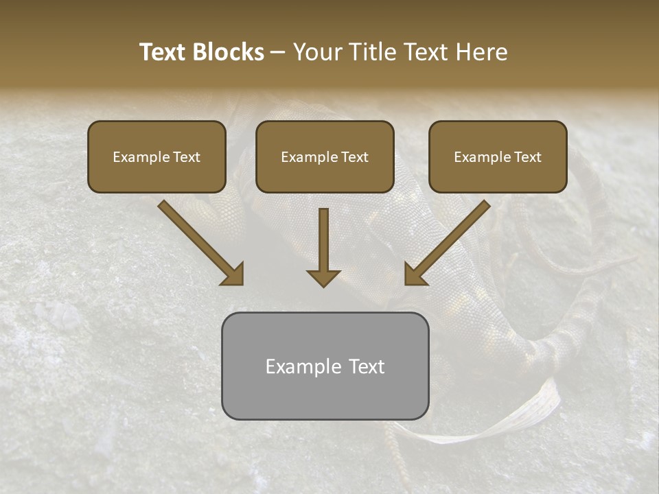 Tail Lizard Crotaphytus Collaris PowerPoint Template