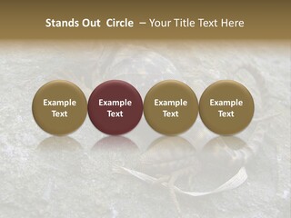 Tail Lizard Crotaphytus Collaris PowerPoint Template