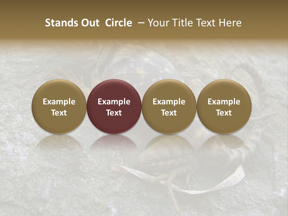 Tail Lizard Crotaphytus Collaris PowerPoint Template