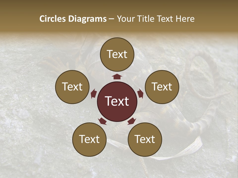 Tail Lizard Crotaphytus Collaris PowerPoint Template