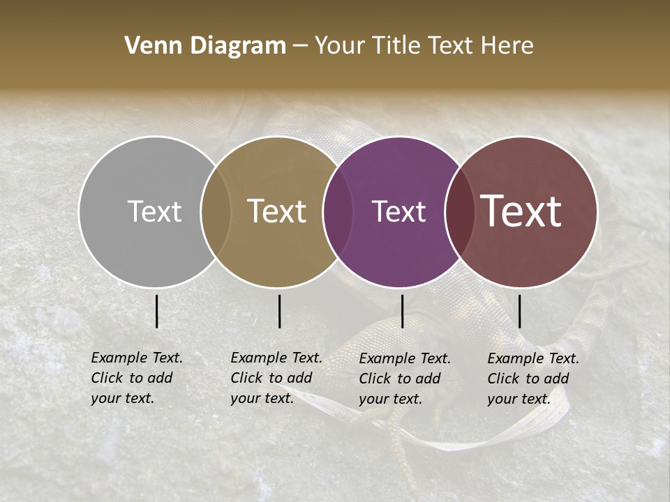 Tail Lizard Crotaphytus Collaris PowerPoint Template