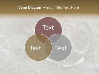 Tail Lizard Crotaphytus Collaris PowerPoint Template