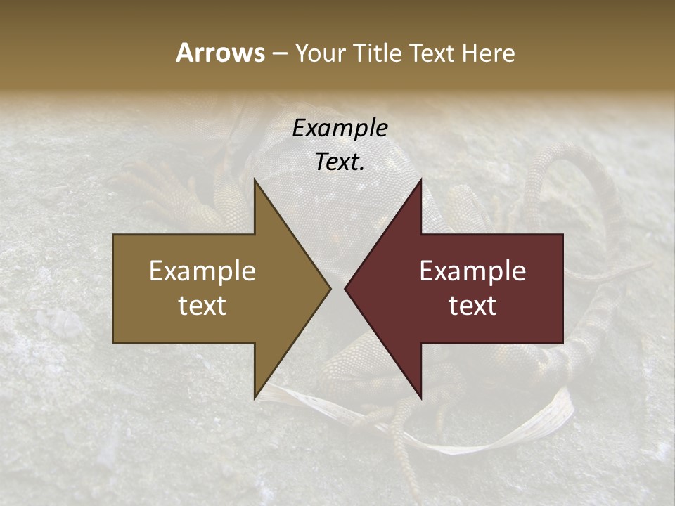 Tail Lizard Crotaphytus Collaris PowerPoint Template