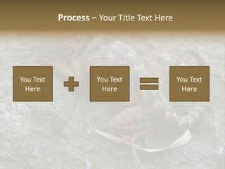 Tail Lizard Crotaphytus Collaris PowerPoint Template