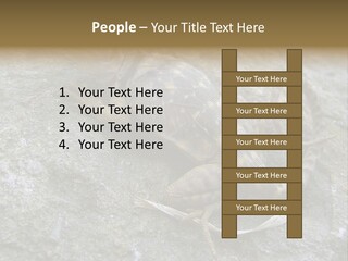 Tail Lizard Crotaphytus Collaris PowerPoint Template