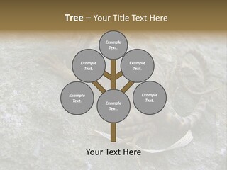 Tail Lizard Crotaphytus Collaris PowerPoint Template