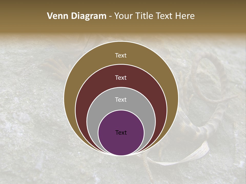 Tail Lizard Crotaphytus Collaris PowerPoint Template