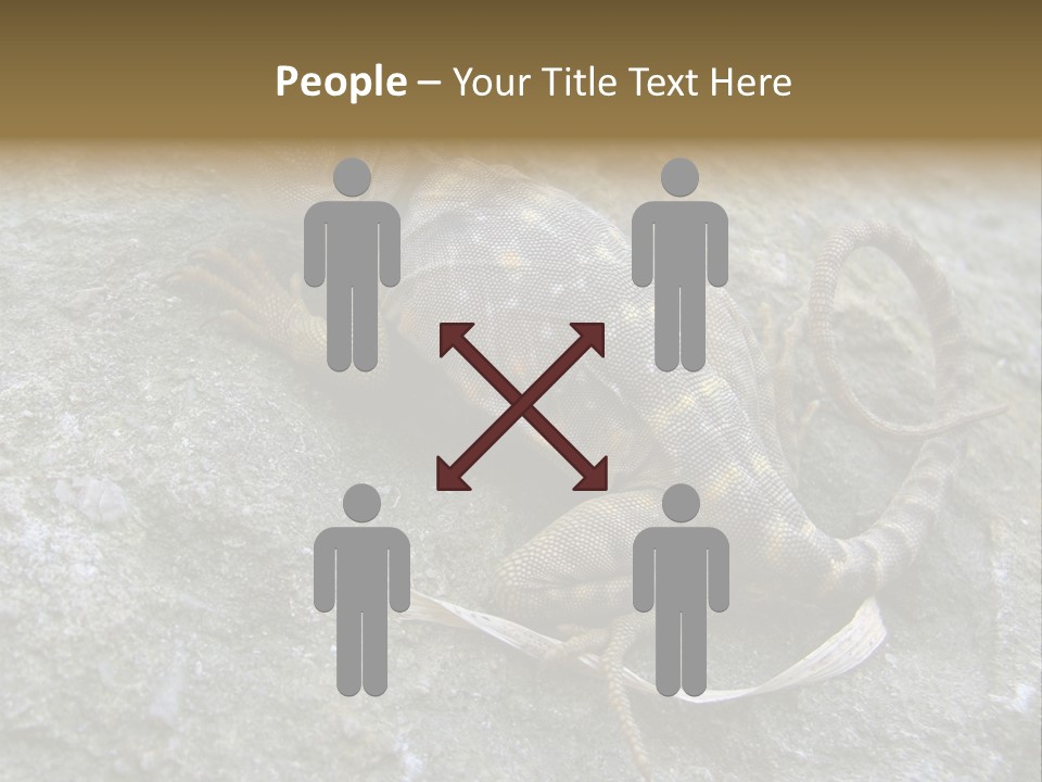 Tail Lizard Crotaphytus Collaris PowerPoint Template