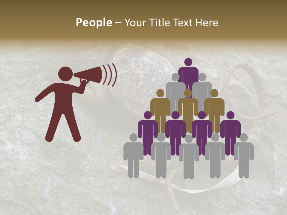 Tail Lizard Crotaphytus Collaris PowerPoint Template