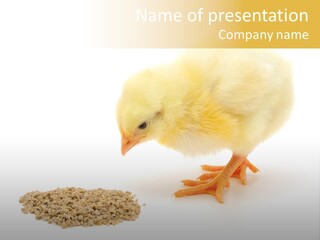 Chick Feed Hen PowerPoint Template
