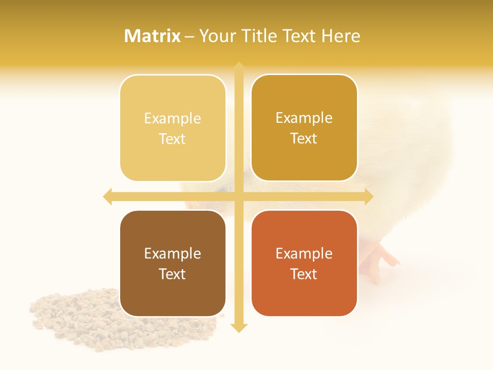 Chick Feed Hen PowerPoint Template