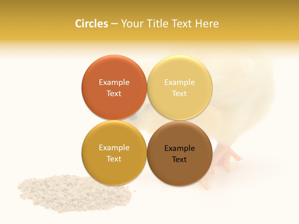 Chick Feed Hen PowerPoint Template