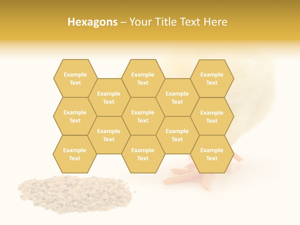 Chick Feed Hen PowerPoint Template