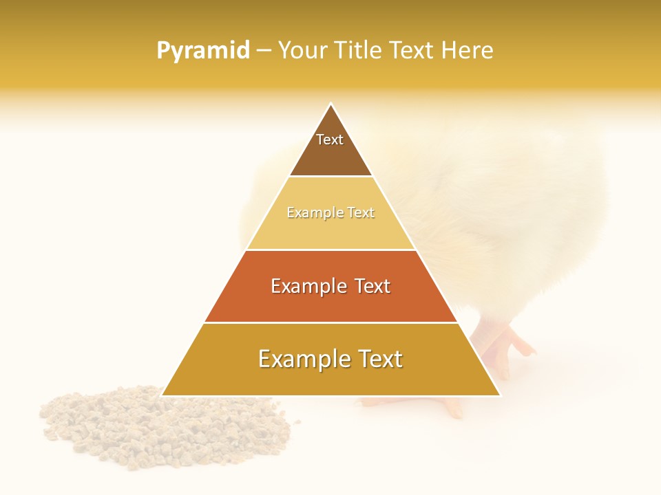 Chick Feed Hen PowerPoint Template