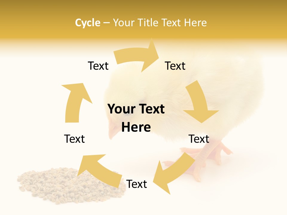 Chick Feed Hen PowerPoint Template