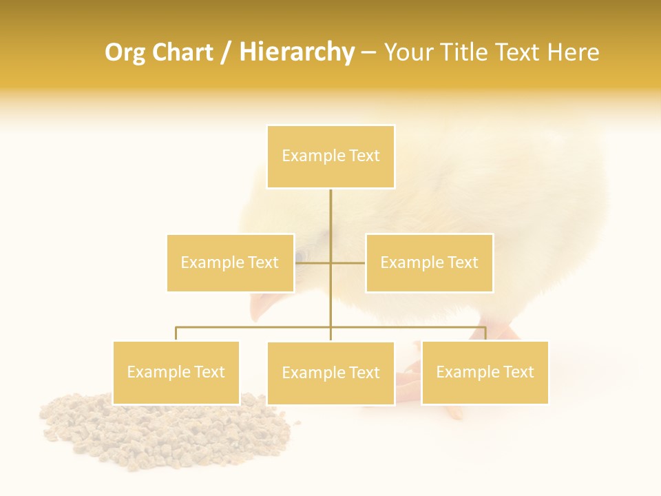 Chick Feed Hen PowerPoint Template