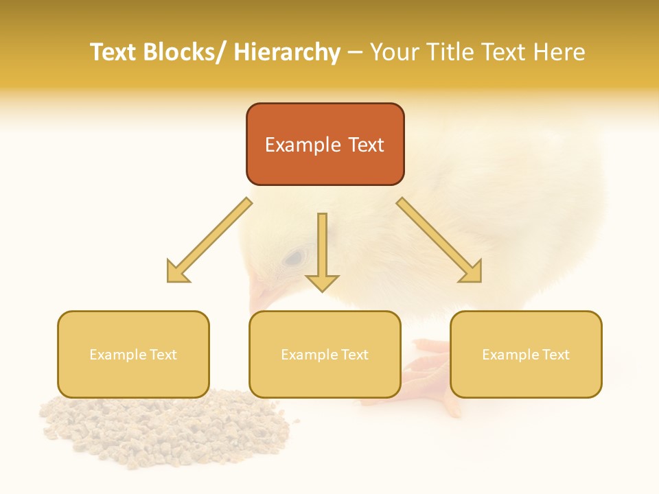 Chick Feed Hen PowerPoint Template