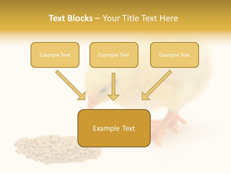 Chick Feed Hen PowerPoint Template