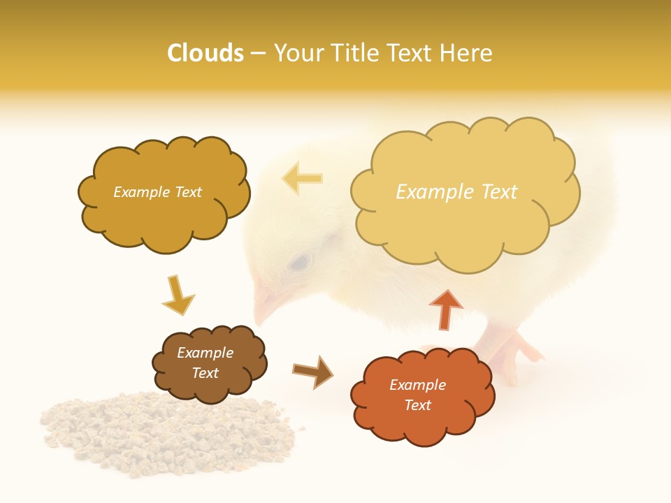 Chick Feed Hen PowerPoint Template