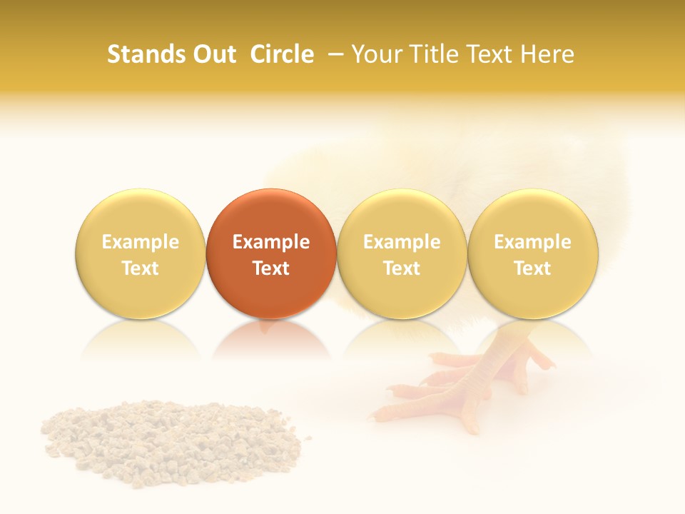 Chick Feed Hen PowerPoint Template