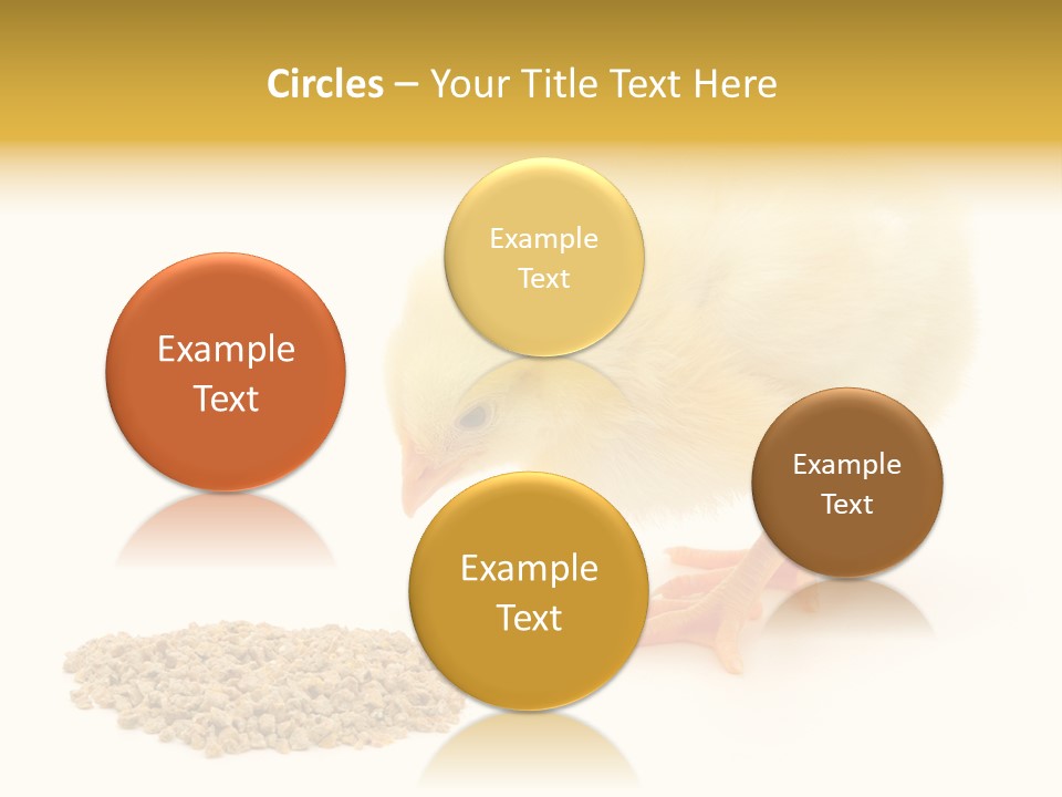 Chick Feed Hen PowerPoint Template