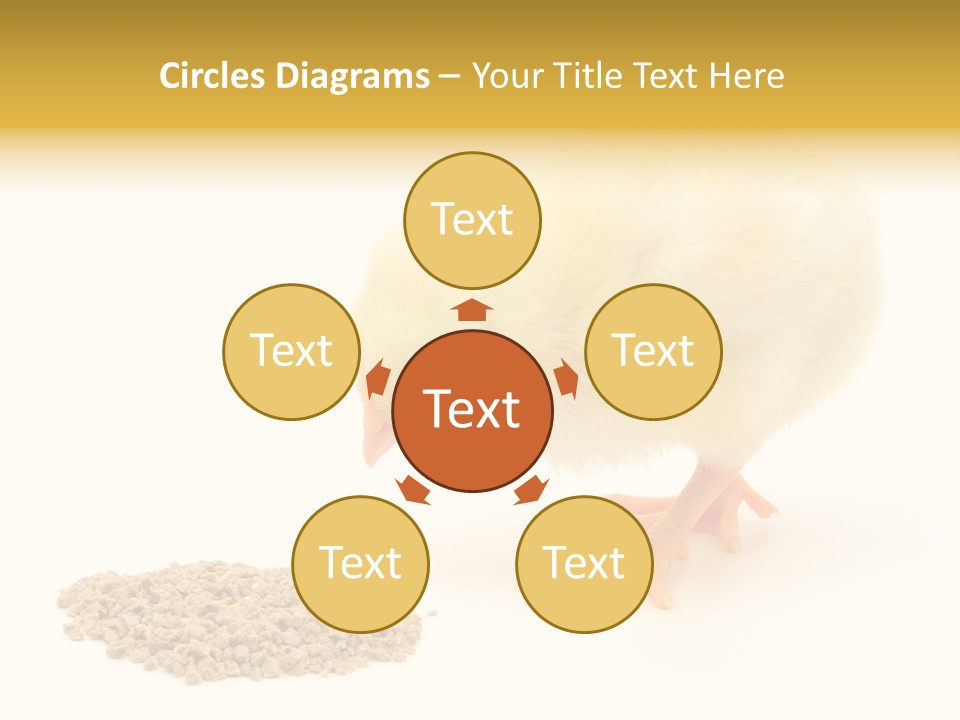 Chick Feed Hen PowerPoint Template