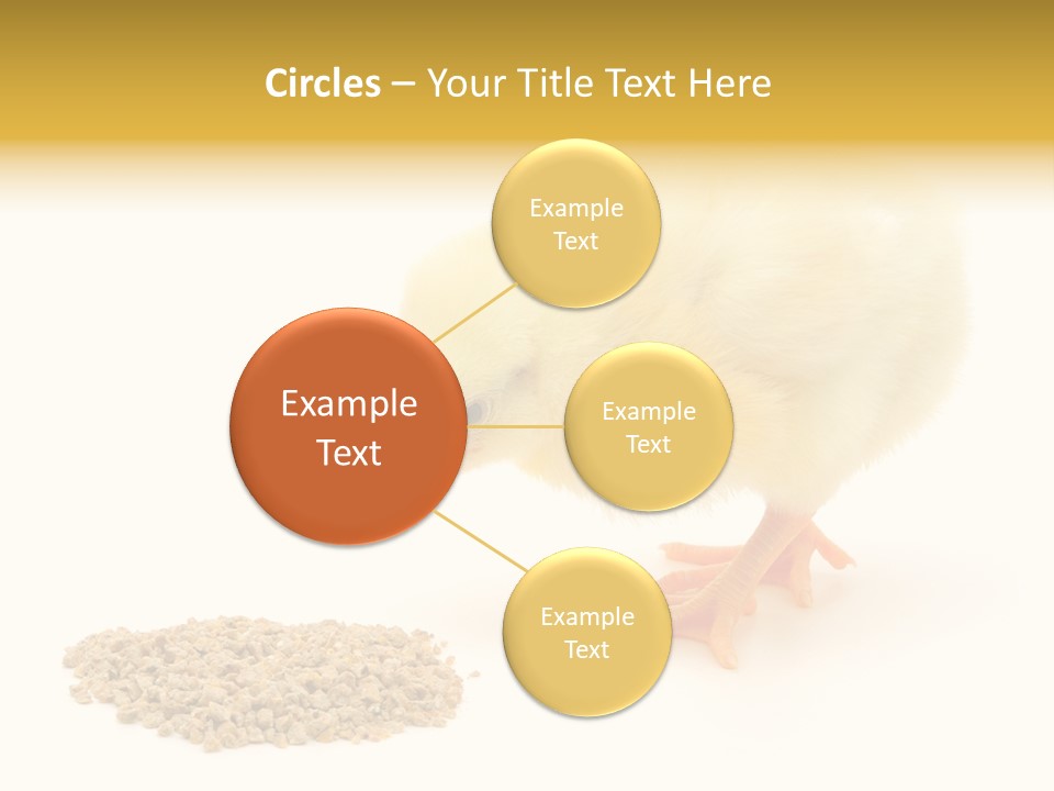 Chick Feed Hen PowerPoint Template