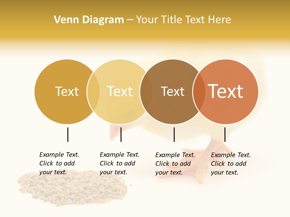 Chick Feed Hen PowerPoint Template