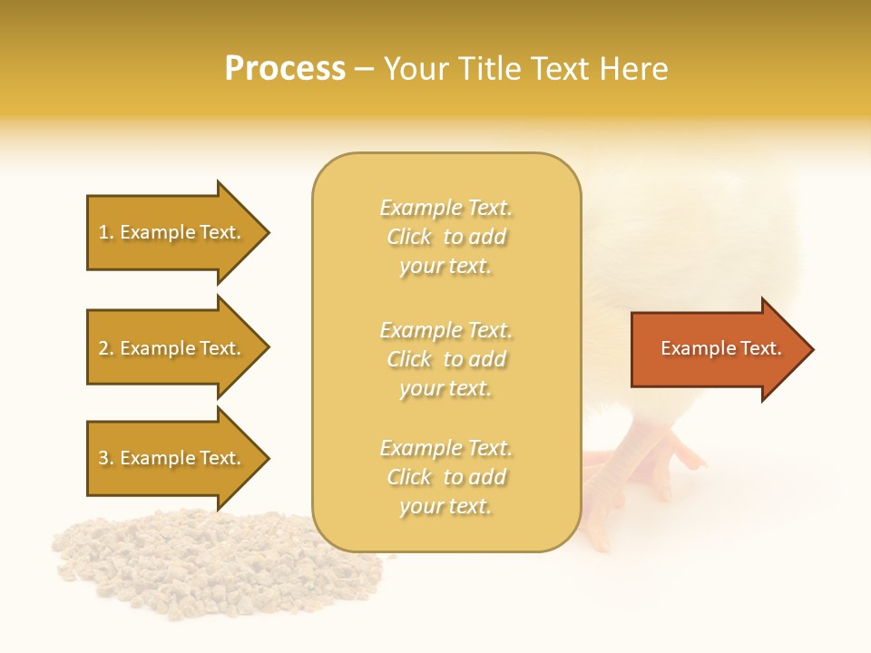 Chick Feed Hen PowerPoint Template