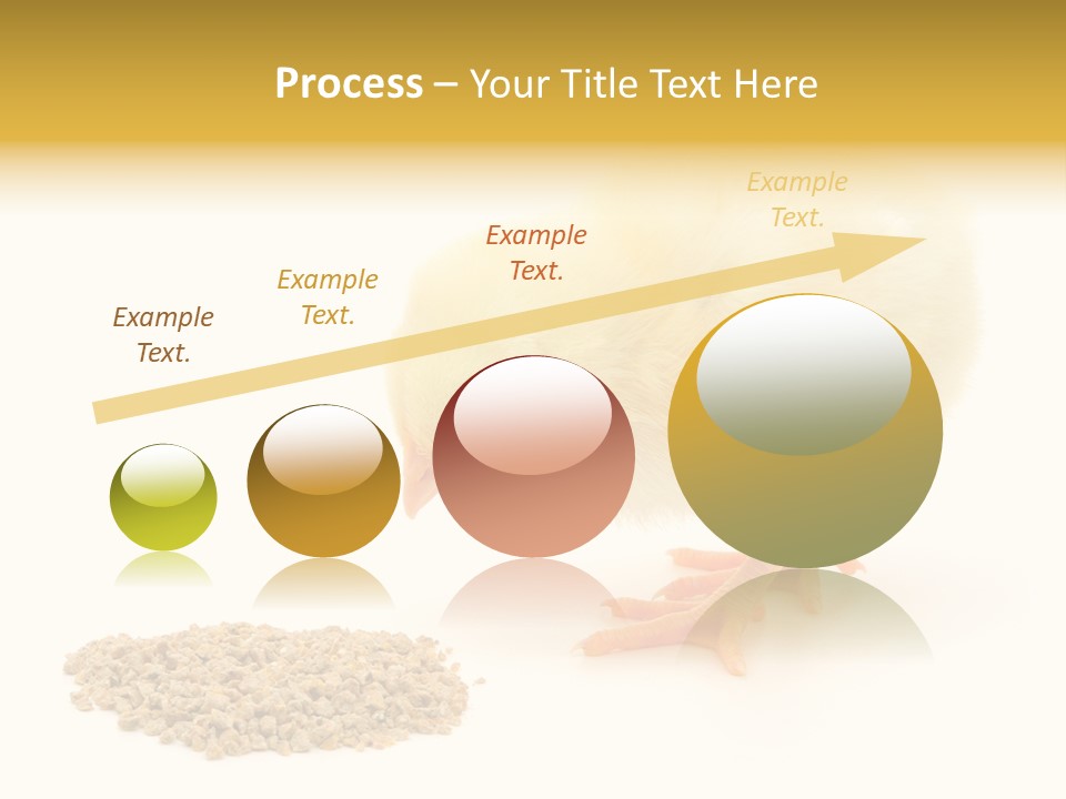 Chick Feed Hen PowerPoint Template