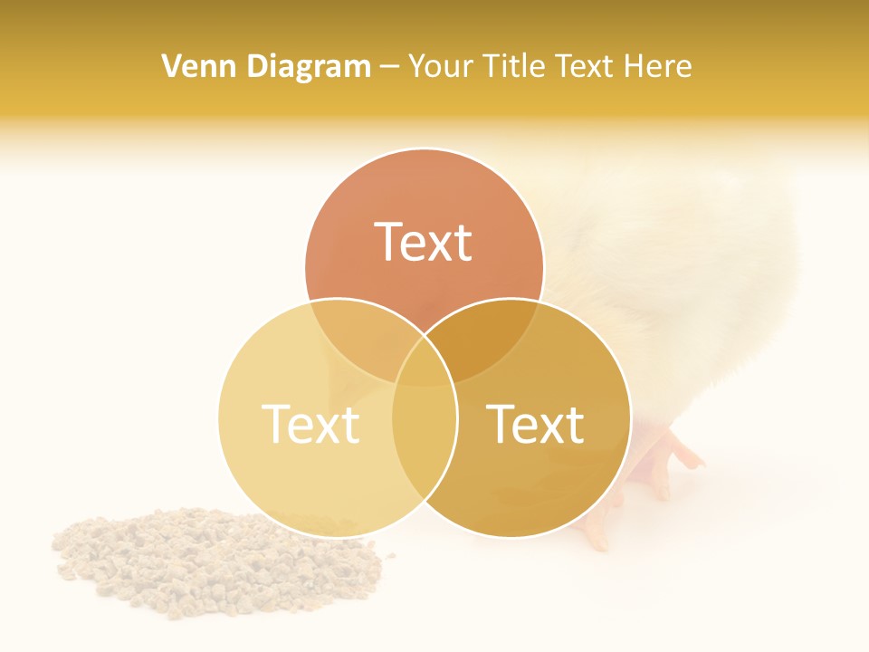 Chick Feed Hen PowerPoint Template