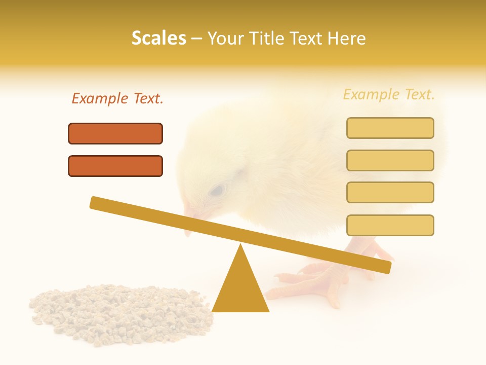 Chick Feed Hen PowerPoint Template