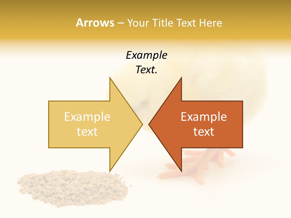 Chick Feed Hen PowerPoint Template