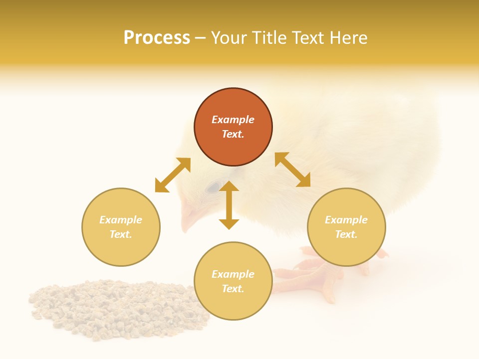 Chick Feed Hen PowerPoint Template