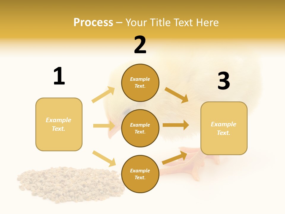 Chick Feed Hen PowerPoint Template